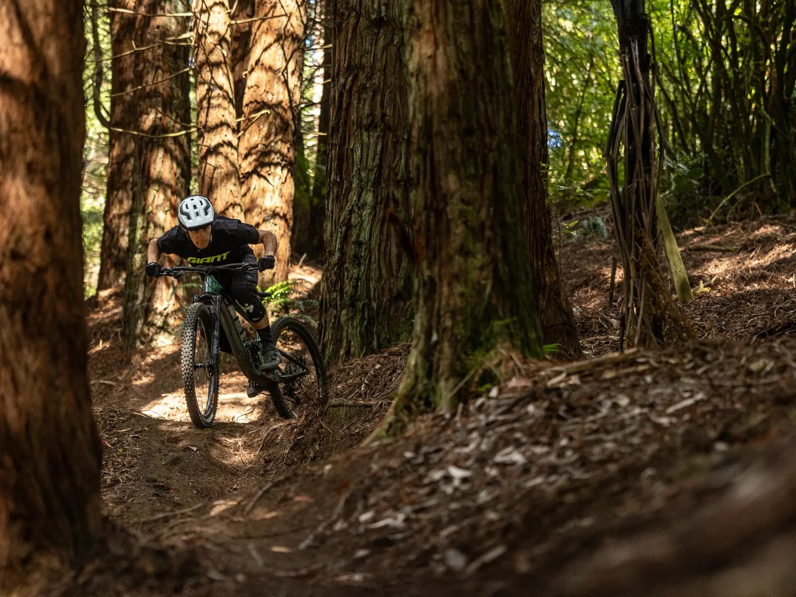 Mountain biker riding through the forest trails at Skyline Rotorua MTB Park, navigating between Redwood Trees.