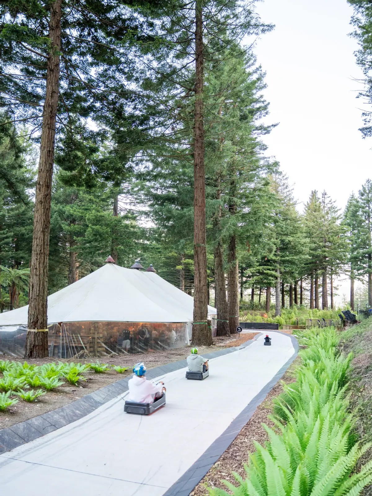 Luge riders passing the Hidden Forest venue at Skyline Rotorua surrounded by native forest
